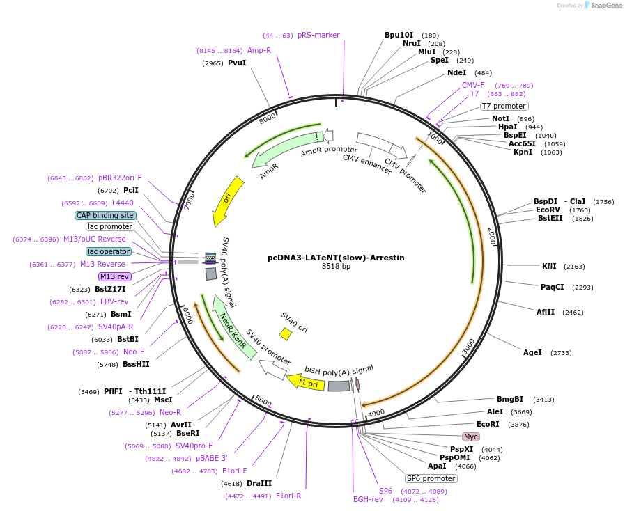 240984-plasmid-map-sequence-id-478952