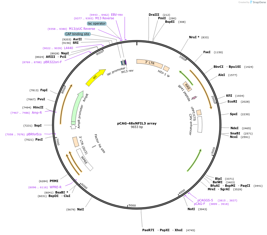 236379-plasmid-map-sequence-id-478955