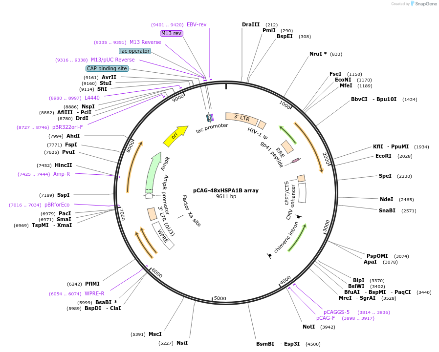 236378-plasmid-map-sequence-id-478957