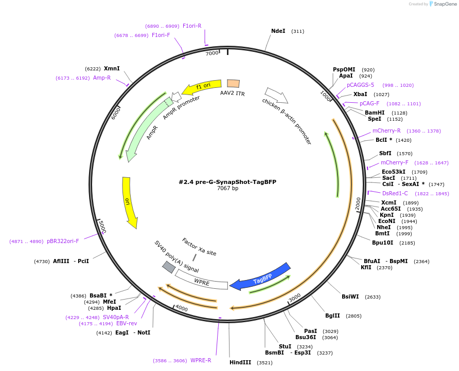 214721-plasmid-map-sequence-id-478959