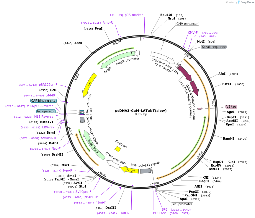 240985-plasmid-map-sequence-id-478970