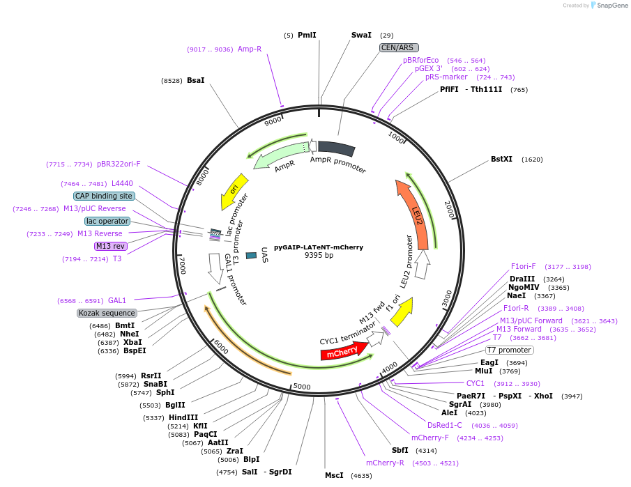 240976-plasmid-map-sequence-id-478980