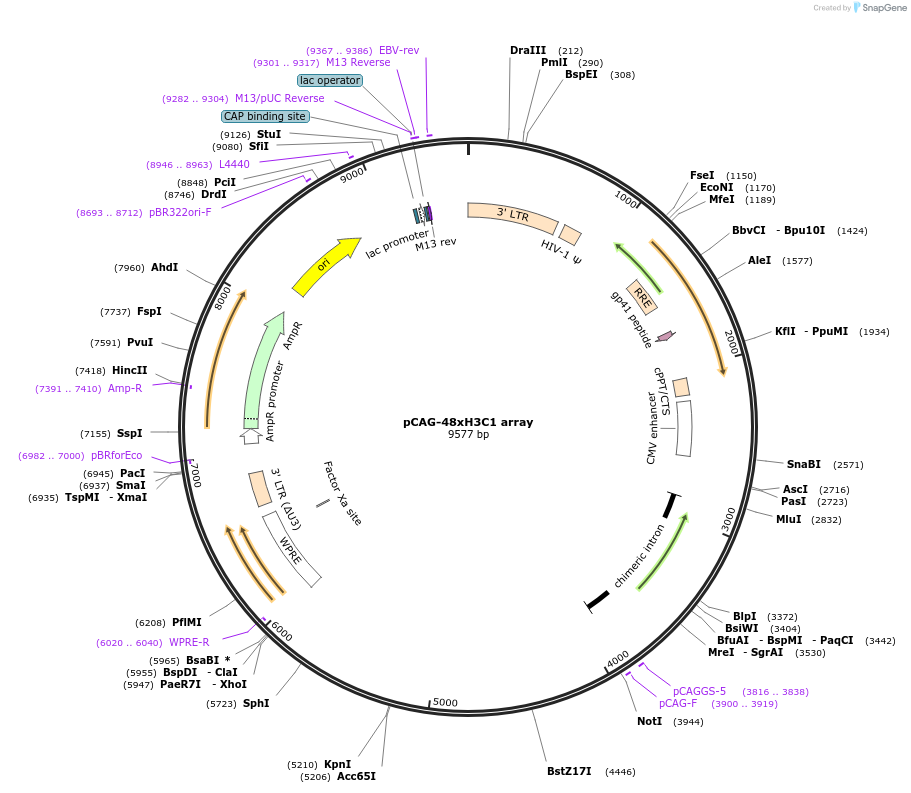 236384-plasmid-map-sequence-id-478981