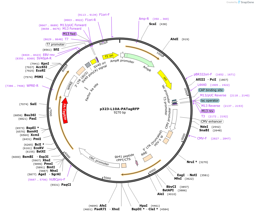 74172-plasmid-map-sequence-id-478988