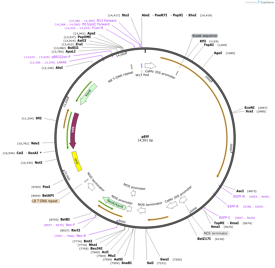 97423-plasmid-map-sequence-id-479000