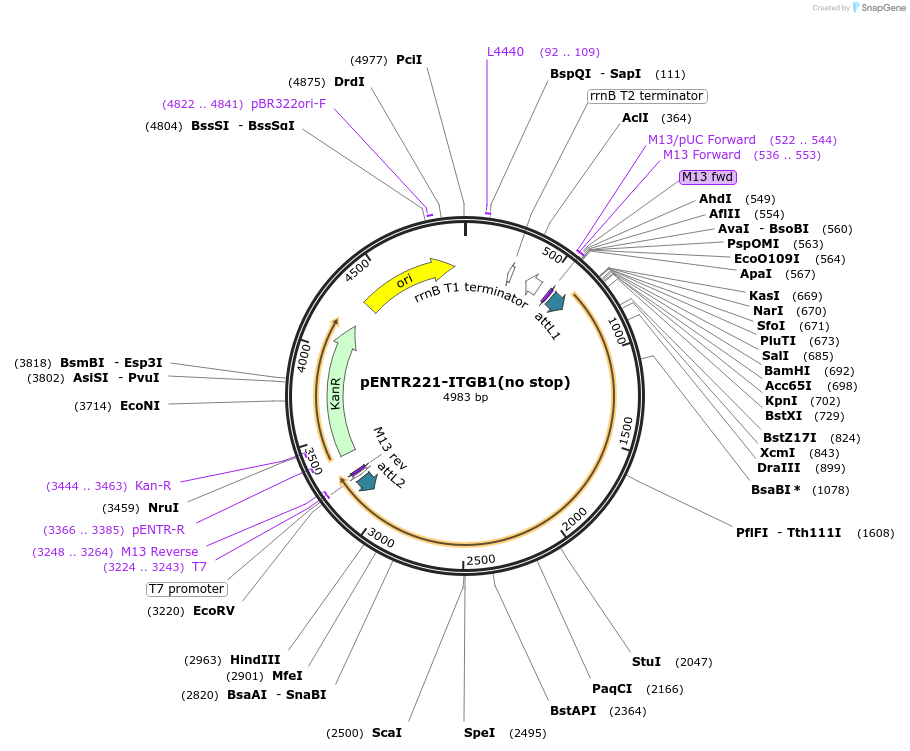215453-plasmid-map-sequence-id-479016