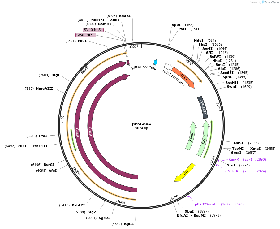 239534-plasmid-map-sequence-id-479034