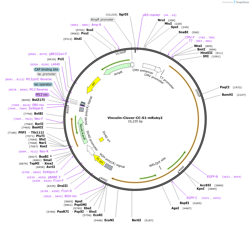 233237-plasmid-map-sequence-id-479053