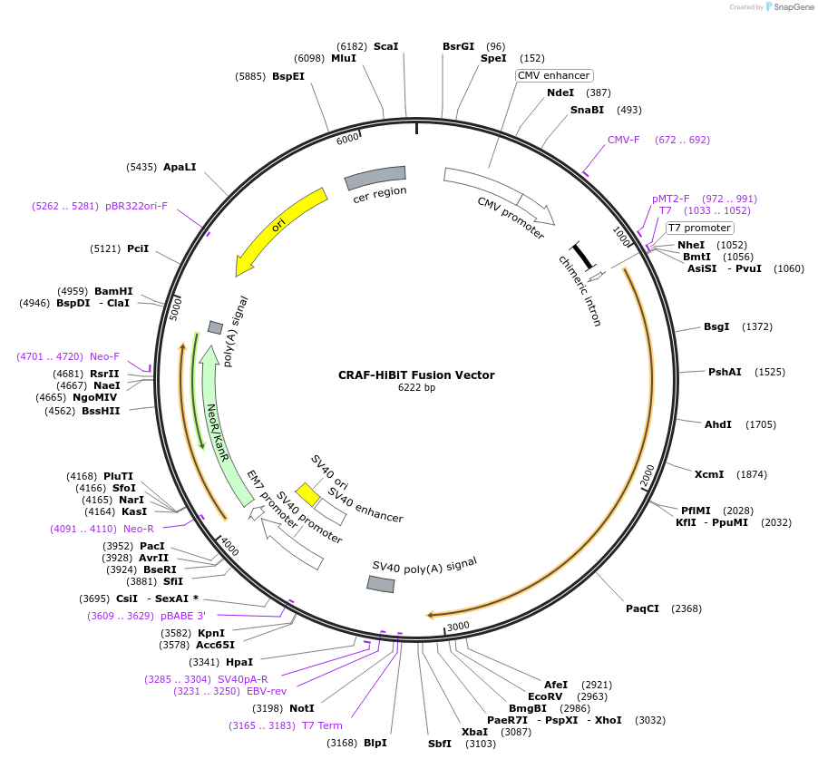 238595-plasmid-map-sequence-id-479074