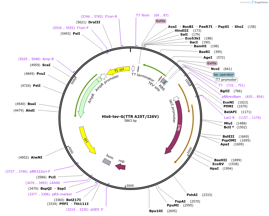 238117-plasmid-map-sequence-id-479081