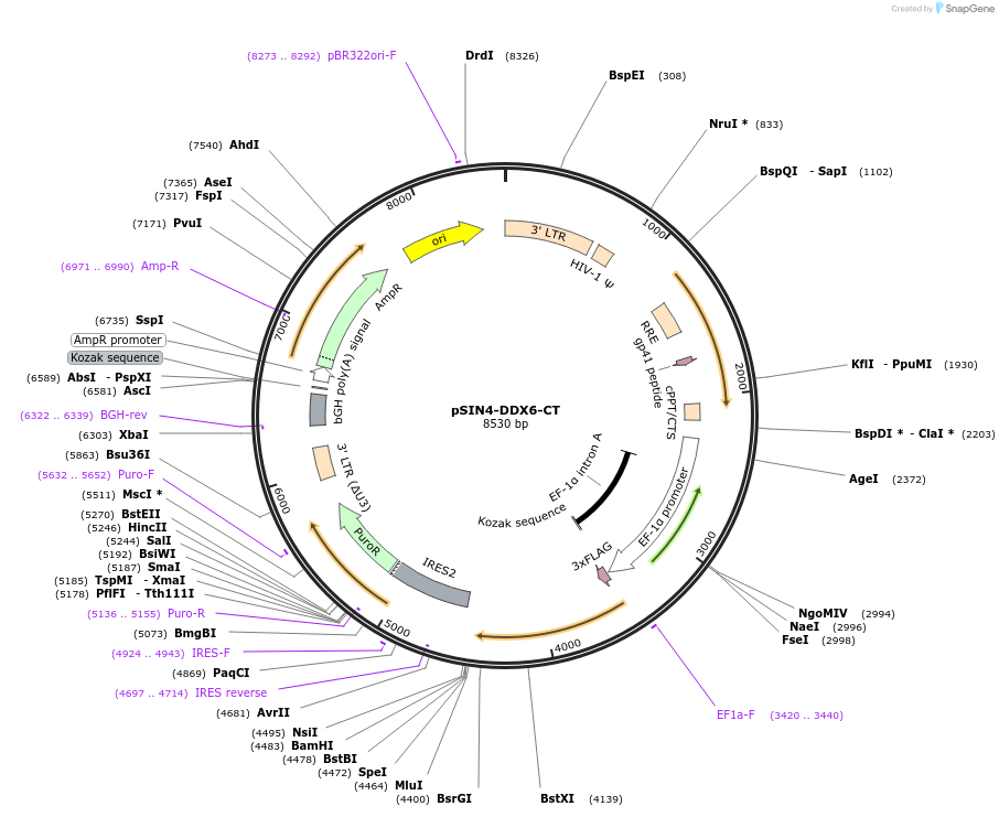 240010-plasmid-map-sequence-id-479086