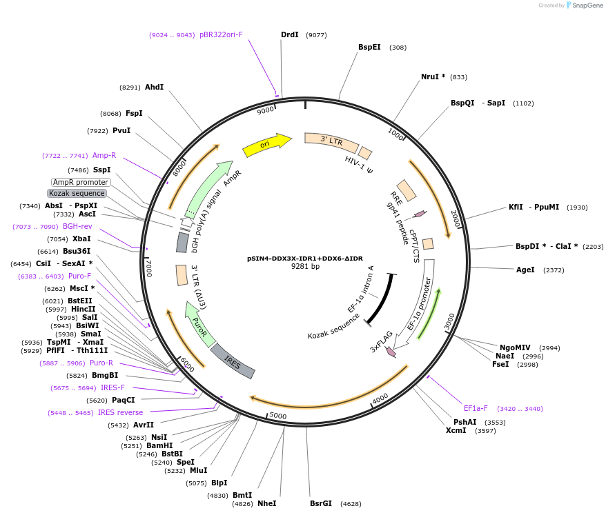 240013-plasmid-map-sequence-id-479093