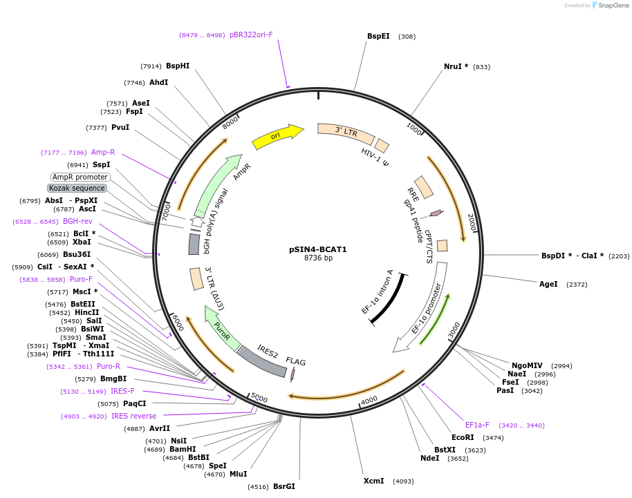 240021-plasmid-map-sequence-id-479100