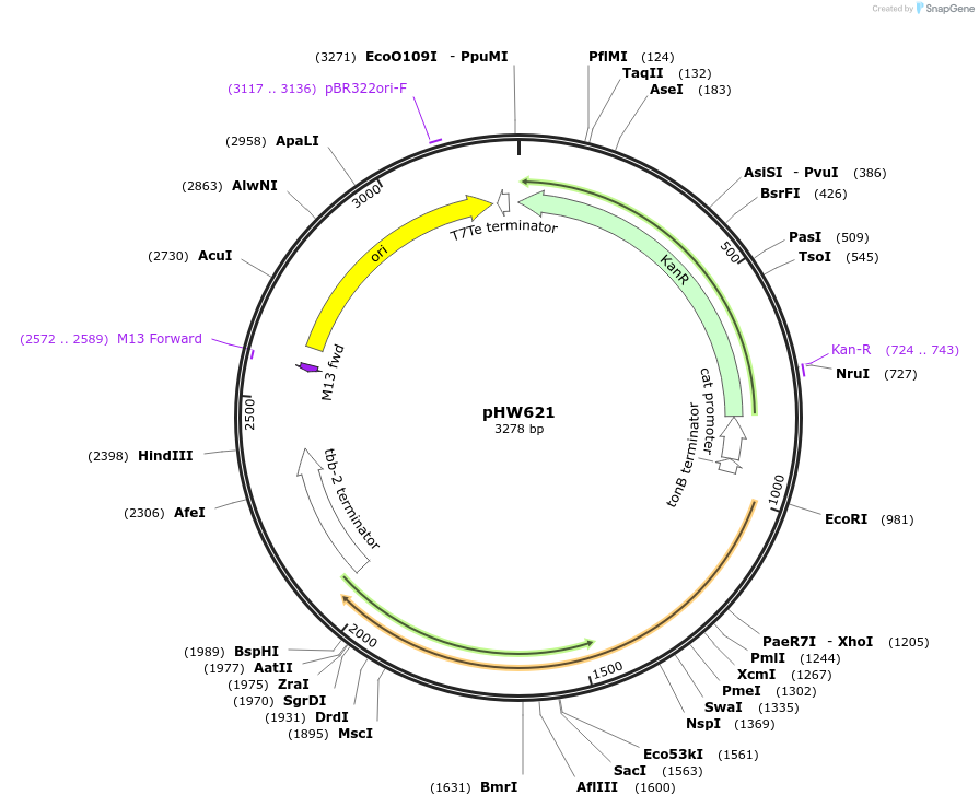 229867-plasmid-map-sequence-id-479101