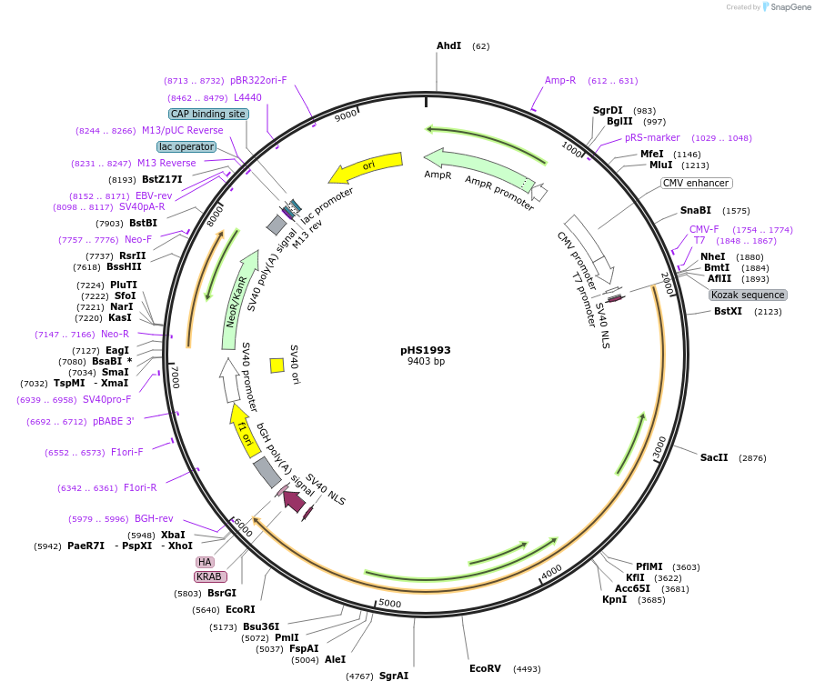 239836-plasmid-map-sequence-id-479108