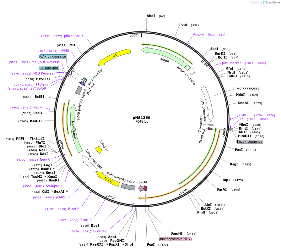 239828-plasmid-map-sequence-id-479112