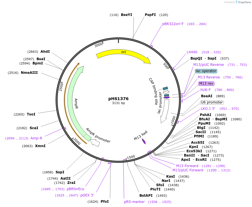 239829-plasmid-map-sequence-id-479114