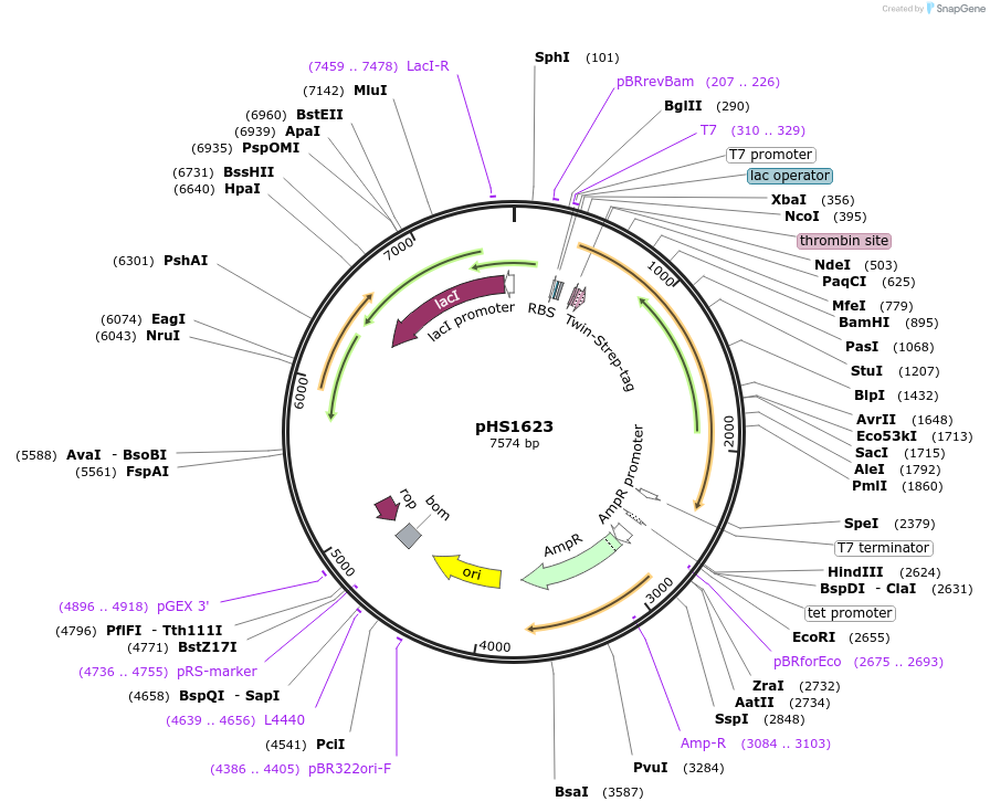 239833-plasmid-map-sequence-id-479116