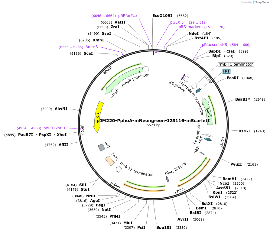 240200-plasmid-map-sequence-id-479122