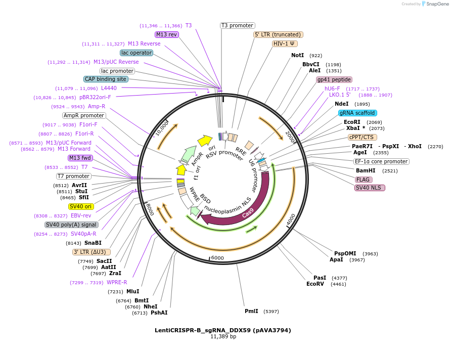 239300-plasmid-map-sequence-id-479140