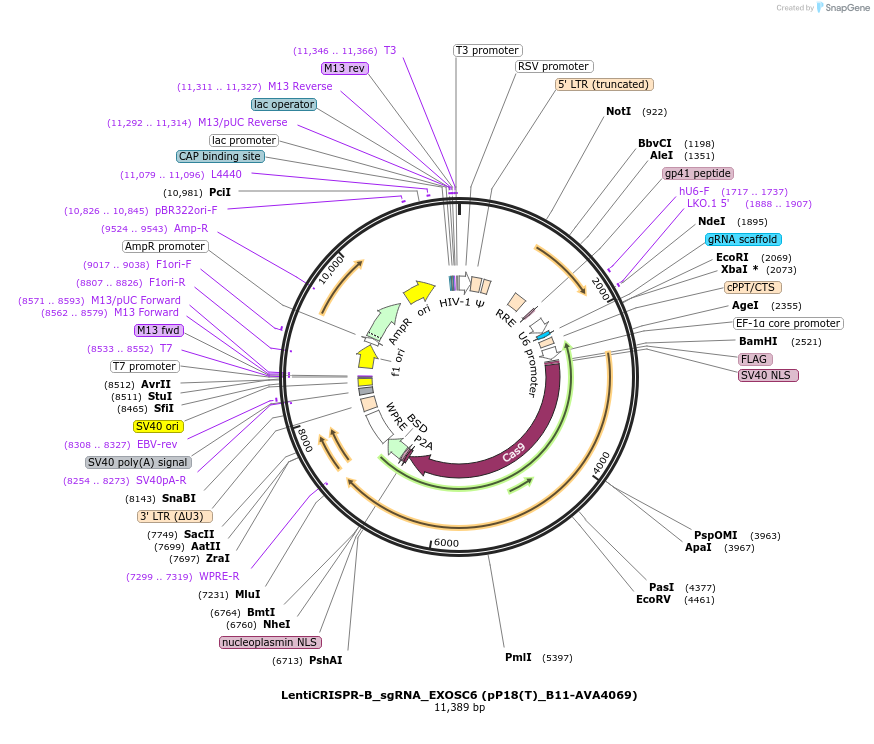 239304-plasmid-map-sequence-id-479143
