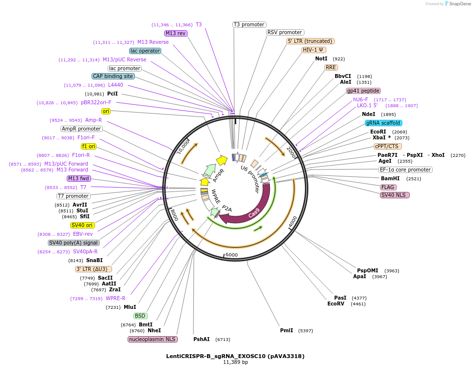 239295-plasmid-map-sequence-id-479145