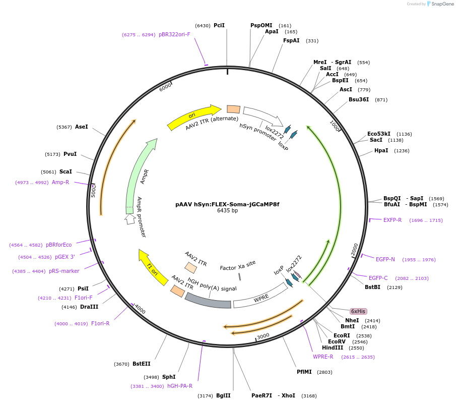 239671-plasmid-map-sequence-id-479152