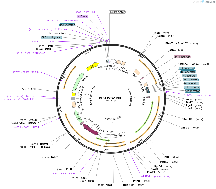 240988-plasmid-map-sequence-id-479176