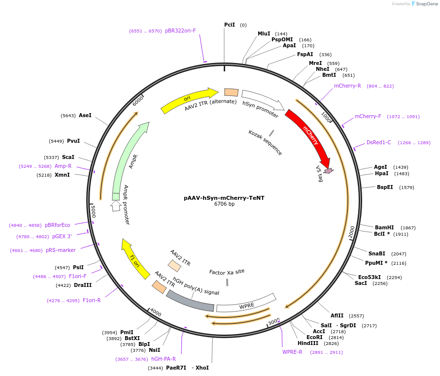 240990-plasmid-map-sequence-id-479179