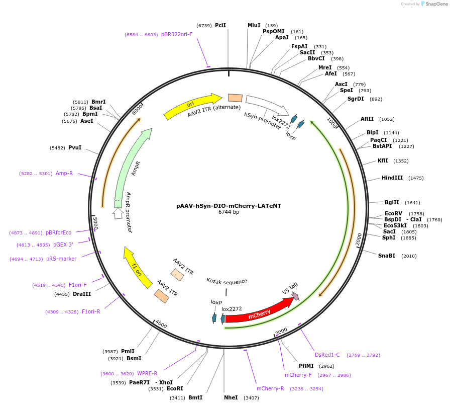 240992-plasmid-map-sequence-id-479180