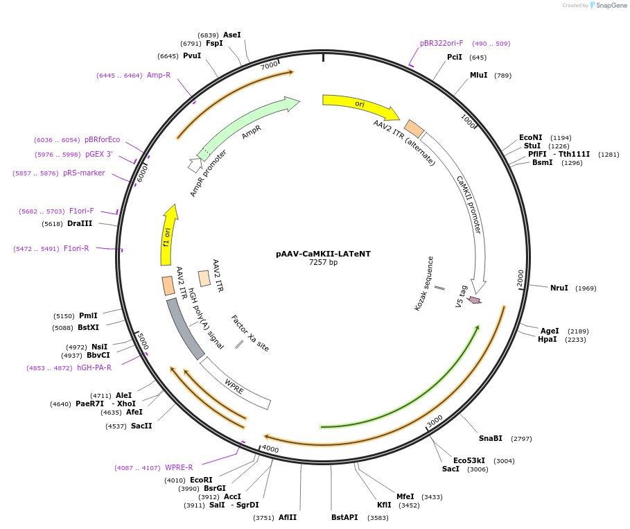 240993-plasmid-map-sequence-id-479181