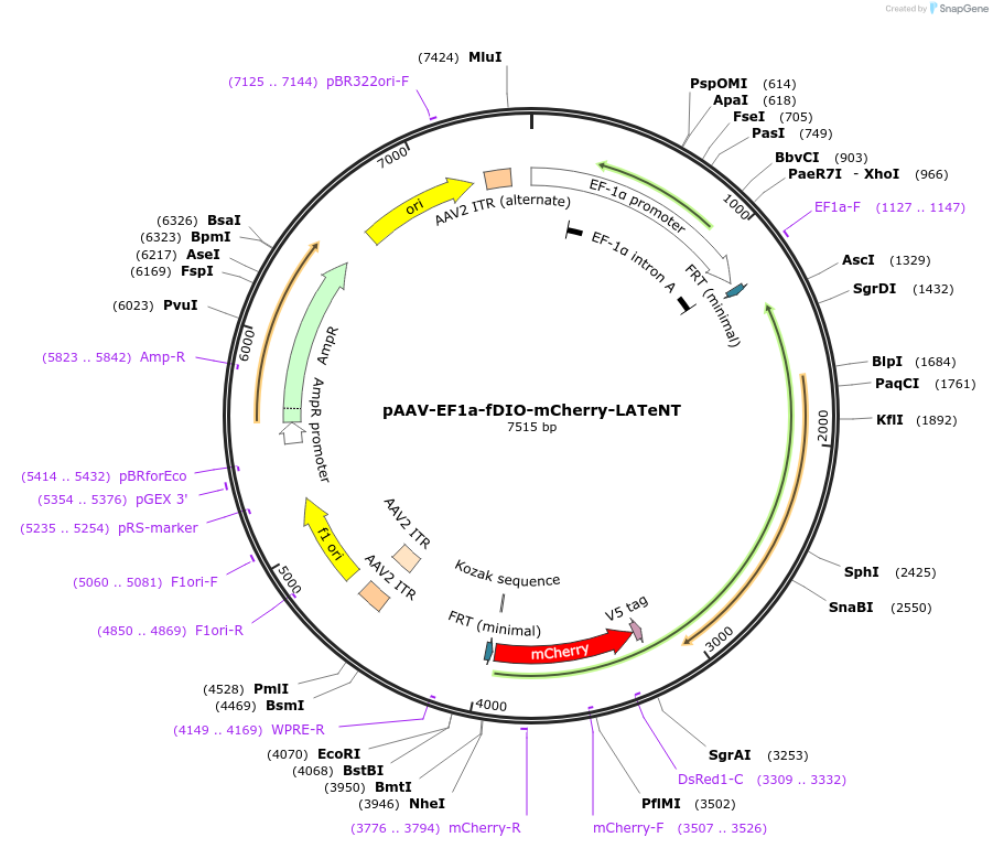 240991-plasmid-map-sequence-id-479183