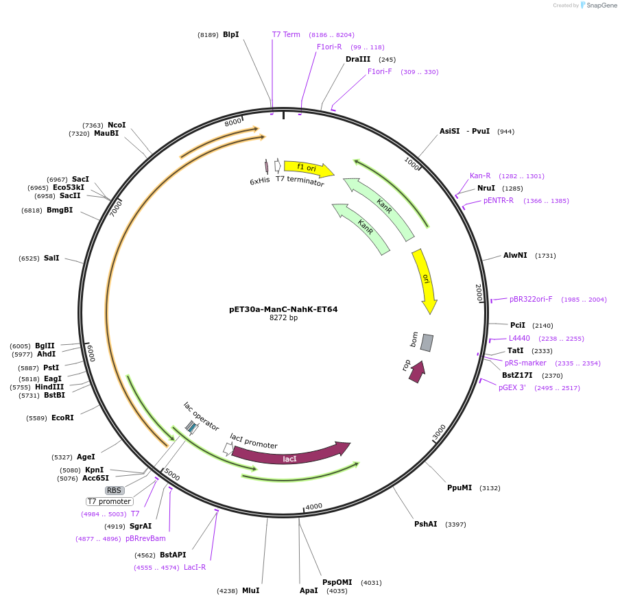 234664-plasmid-map-sequence-id-479225