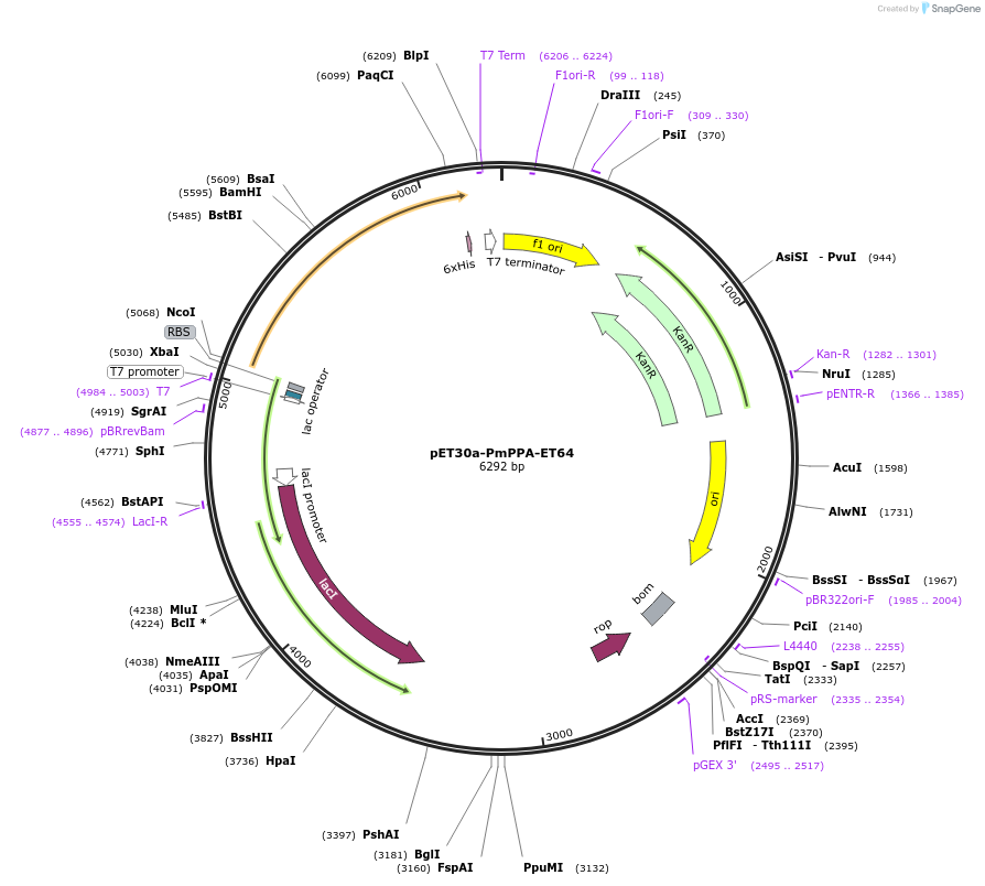 234667-plasmid-map-sequence-id-479227