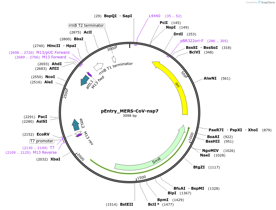 168820-plasmid-map-sequence-id-479265