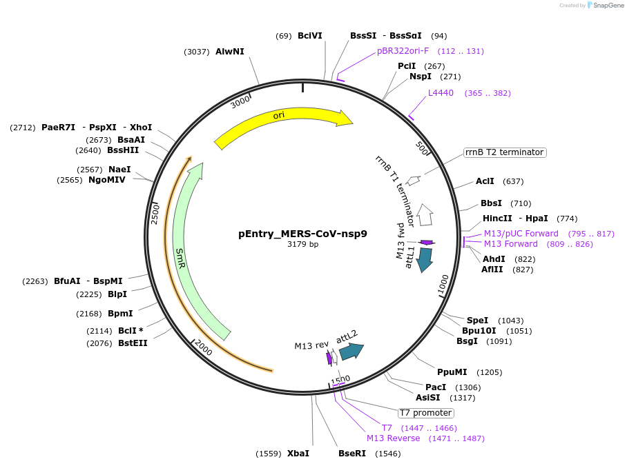 168822-plasmid-map-sequence-id-479266