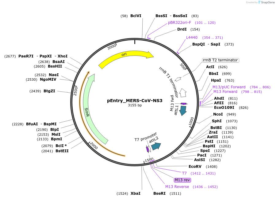 168827-plasmid-map-sequence-id-479268
