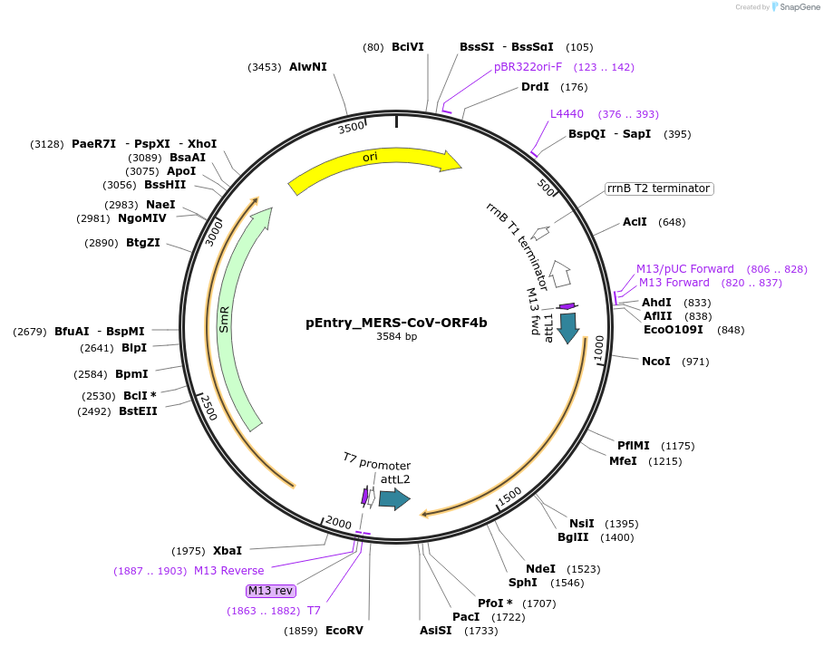 168829-plasmid-map-sequence-id-479270