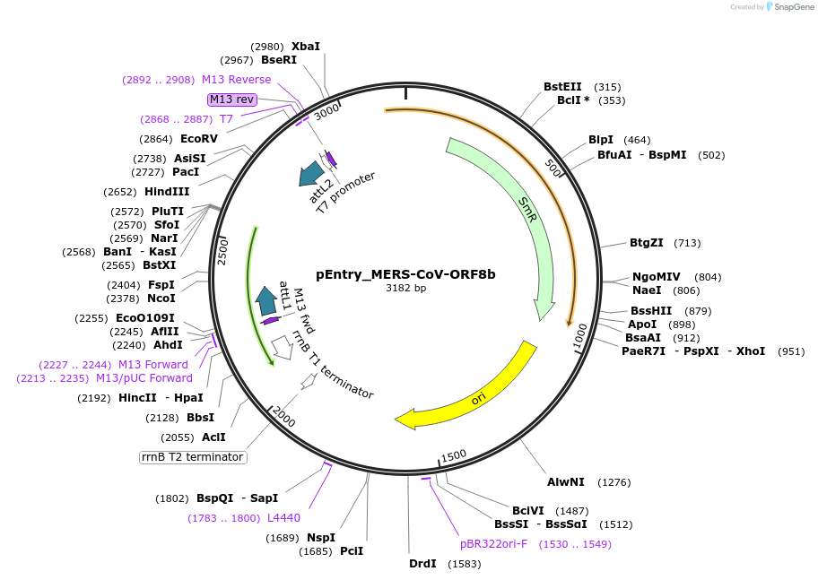 168834-plasmid-map-sequence-id-479271