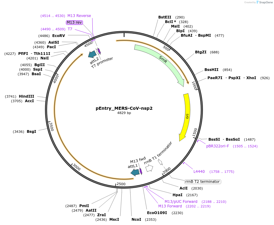168835-plasmid-map-sequence-id-479272