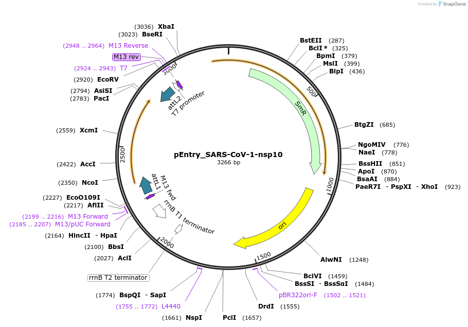 168842-plasmid-map-sequence-id-479275