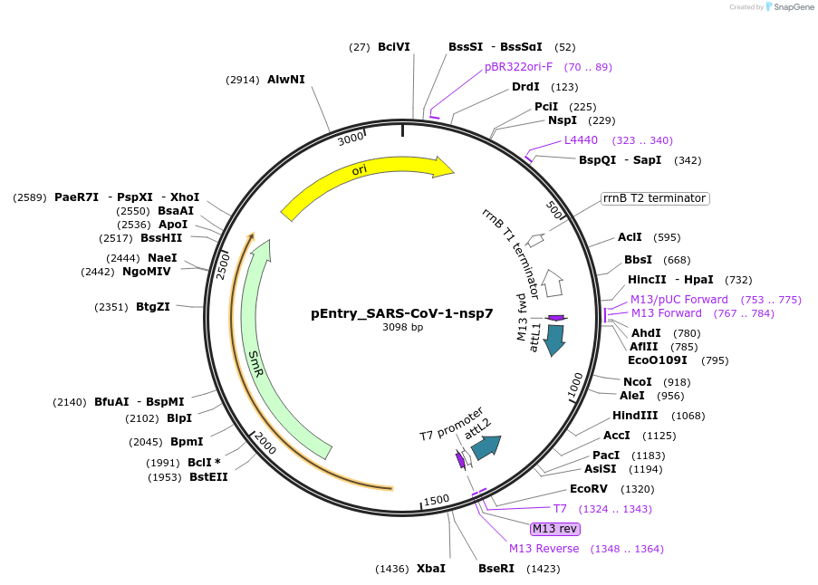 168849-plasmid-map-sequence-id-479277