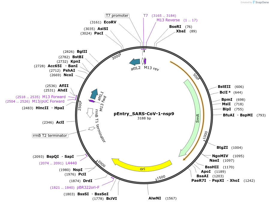 168851-plasmid-map-sequence-id-479278