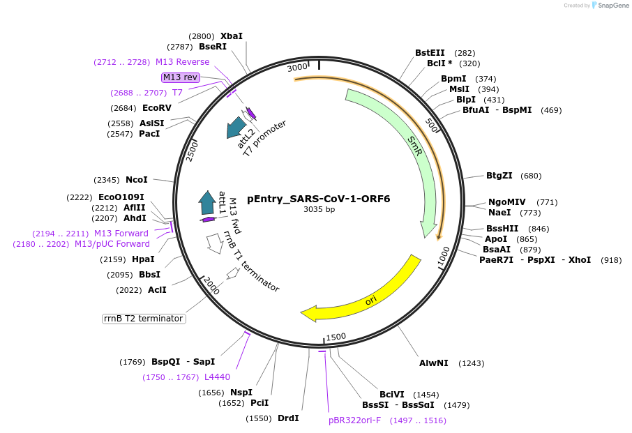 168855-plasmid-map-sequence-id-479279