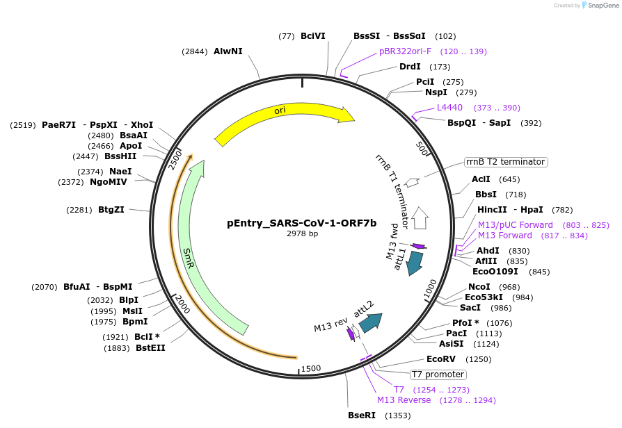 168857-plasmid-map-sequence-id-479280