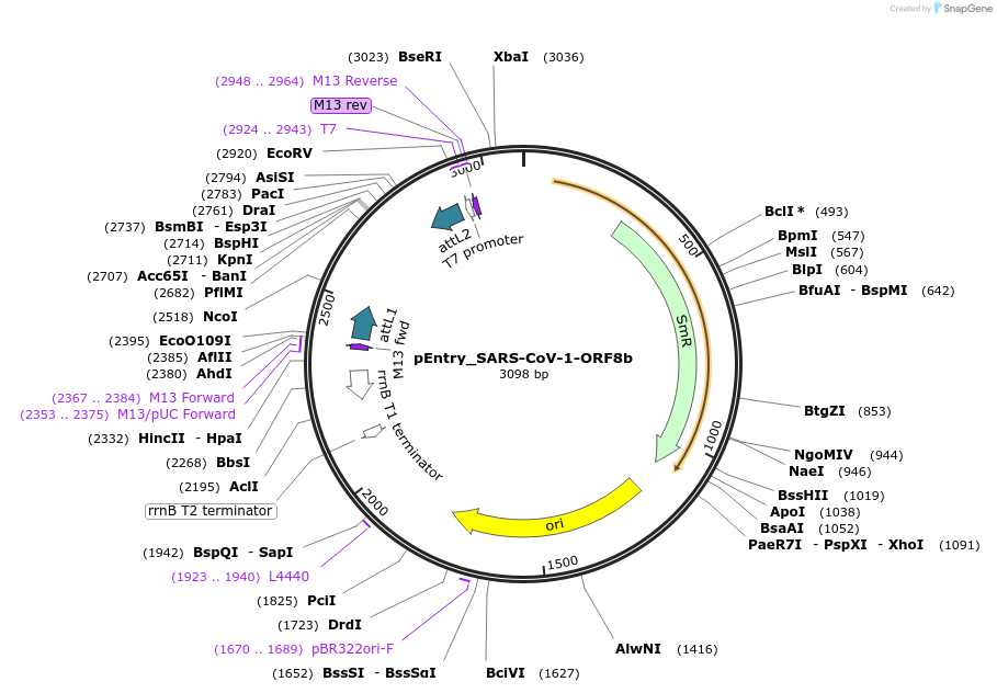 168859-plasmid-map-sequence-id-479282