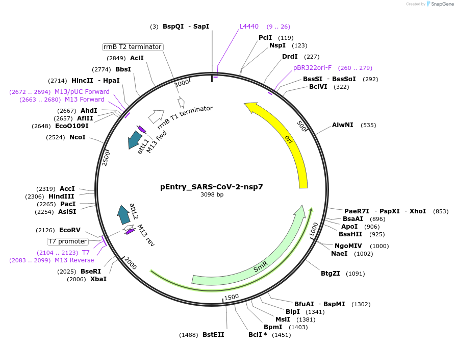 168870-plasmid-map-sequence-id-479283