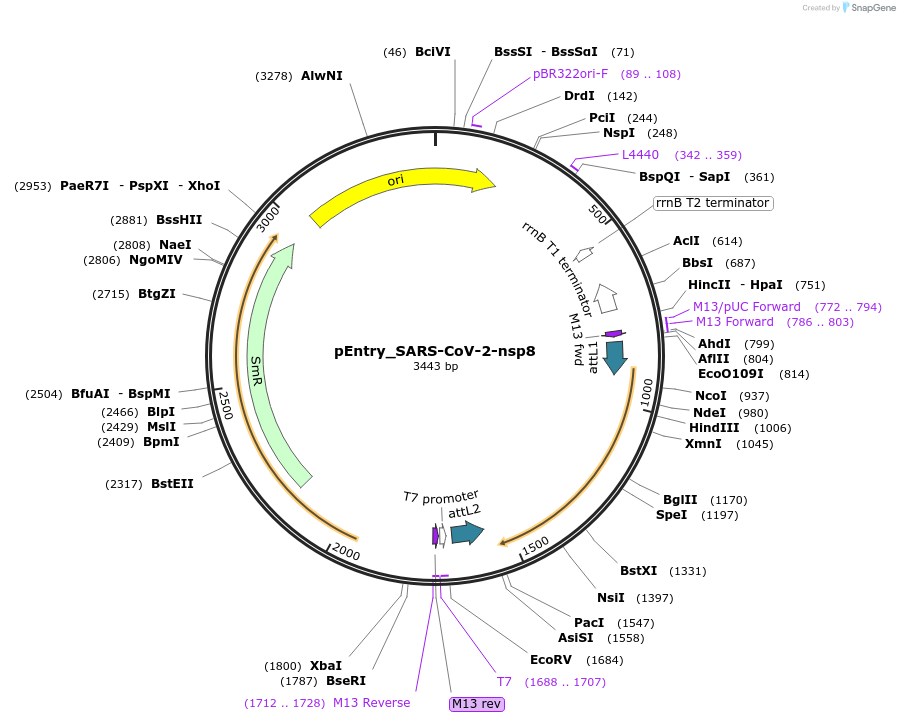 168871-plasmid-map-sequence-id-479284