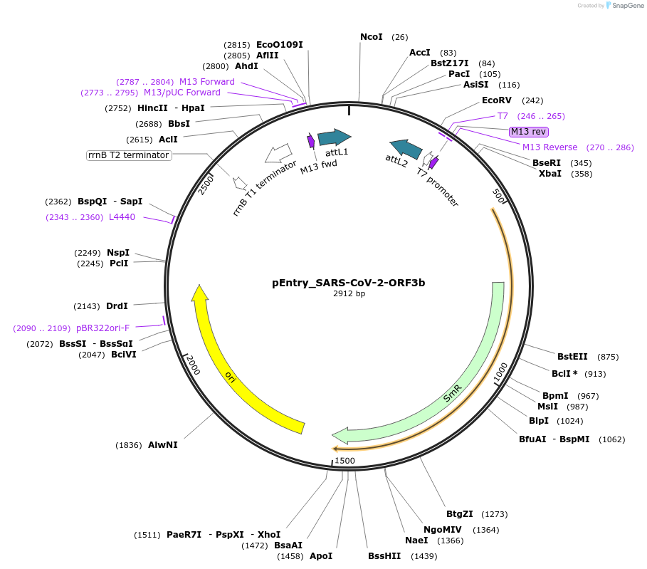 168878-plasmid-map-sequence-id-479287