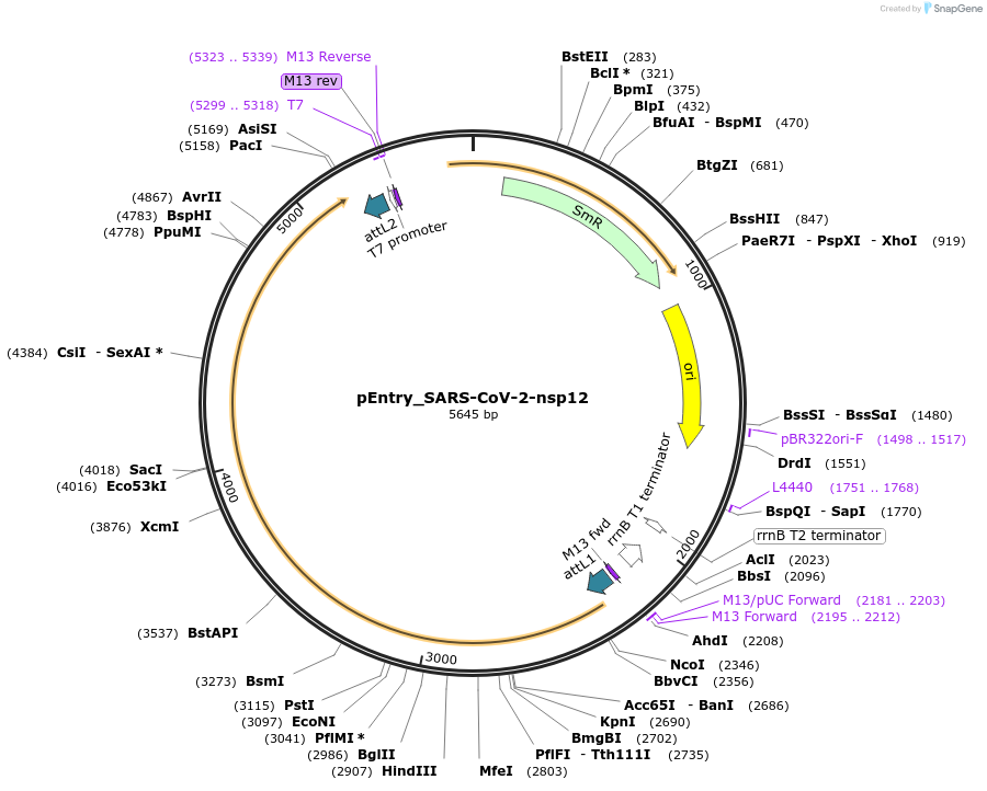 168892-plasmid-map-sequence-id-479292